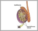 male epididymis