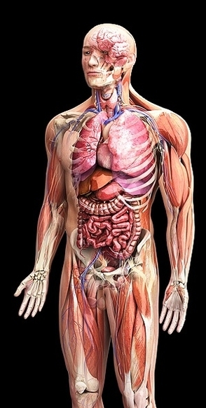 male human anatomy