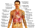 male human body organs diagram