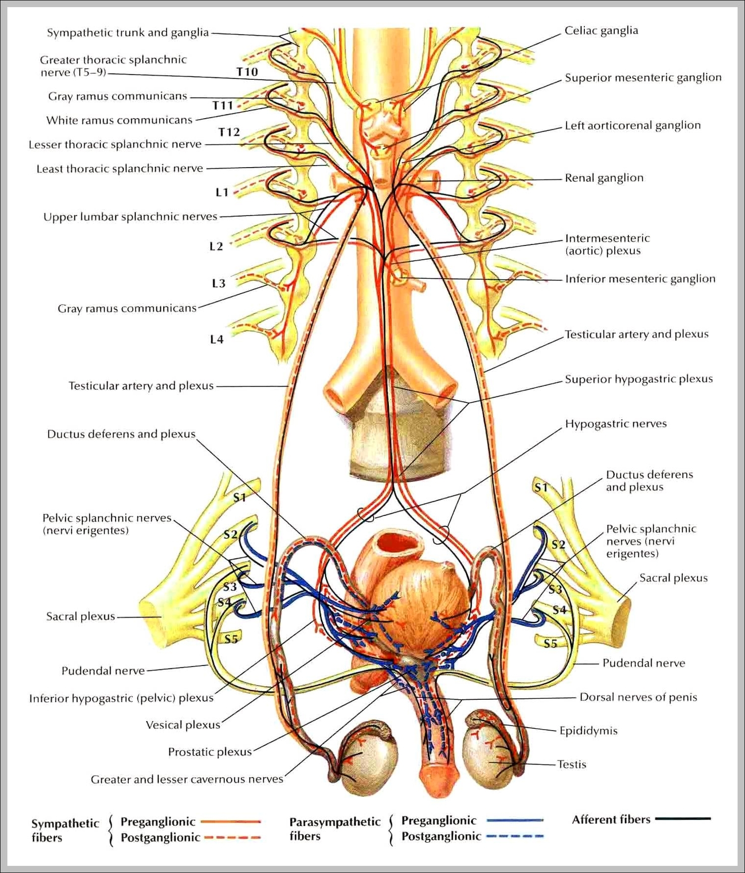 male organs anatomy