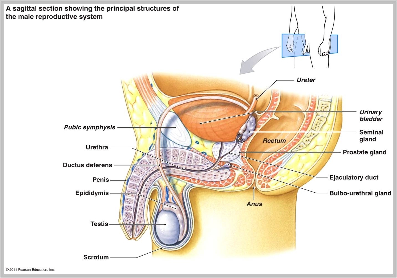 male reproductive system anatomy