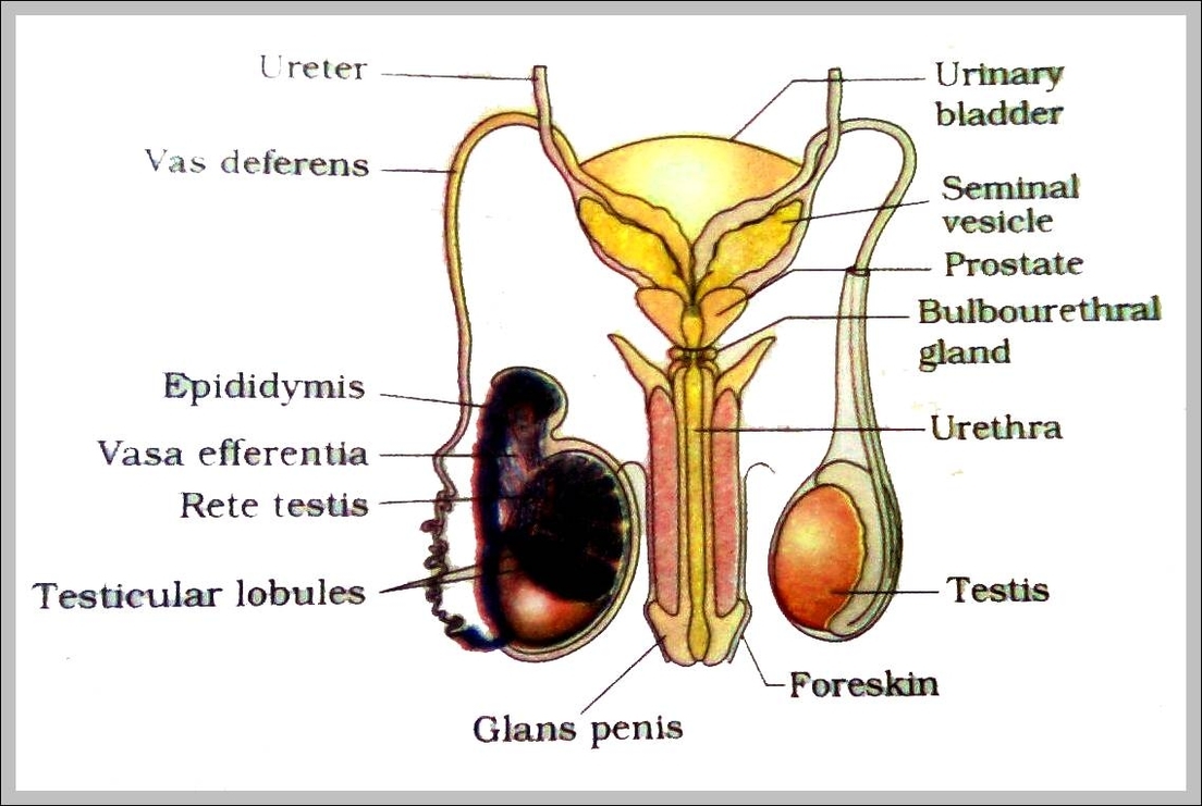 male sex organs images