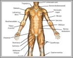 map of human muscles