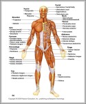 map of the human body organs