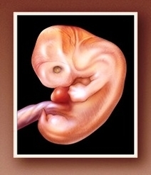 mcdc fetus week