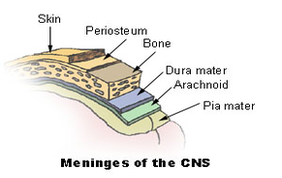 meninges of cns diagram