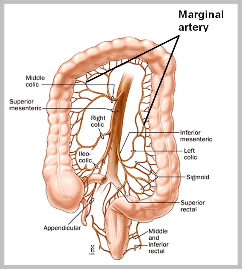mesenteric artery