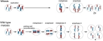 mitosis and meiosis