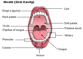 mouth diagram