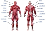 muscle anatomy chart