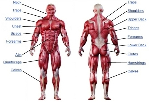 muscle anatomy charttures