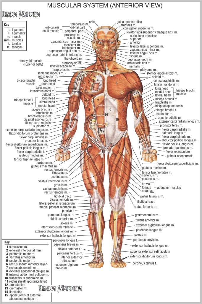 muscle anatomy picture