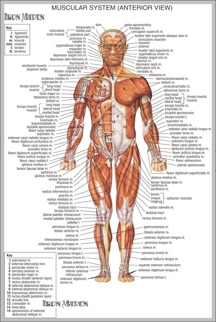 muscle anatomy picture 744x1159