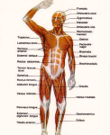 muscle chart human