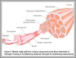 muscle structure diagram