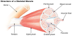 muscle structure diagram