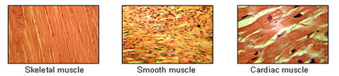 muscle tissue diagram