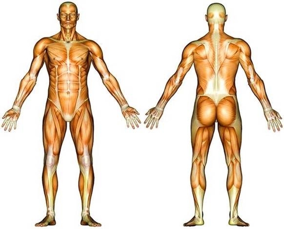 muscles diagram1