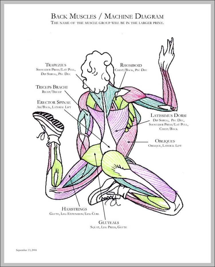 muscles in back diagram 744x962