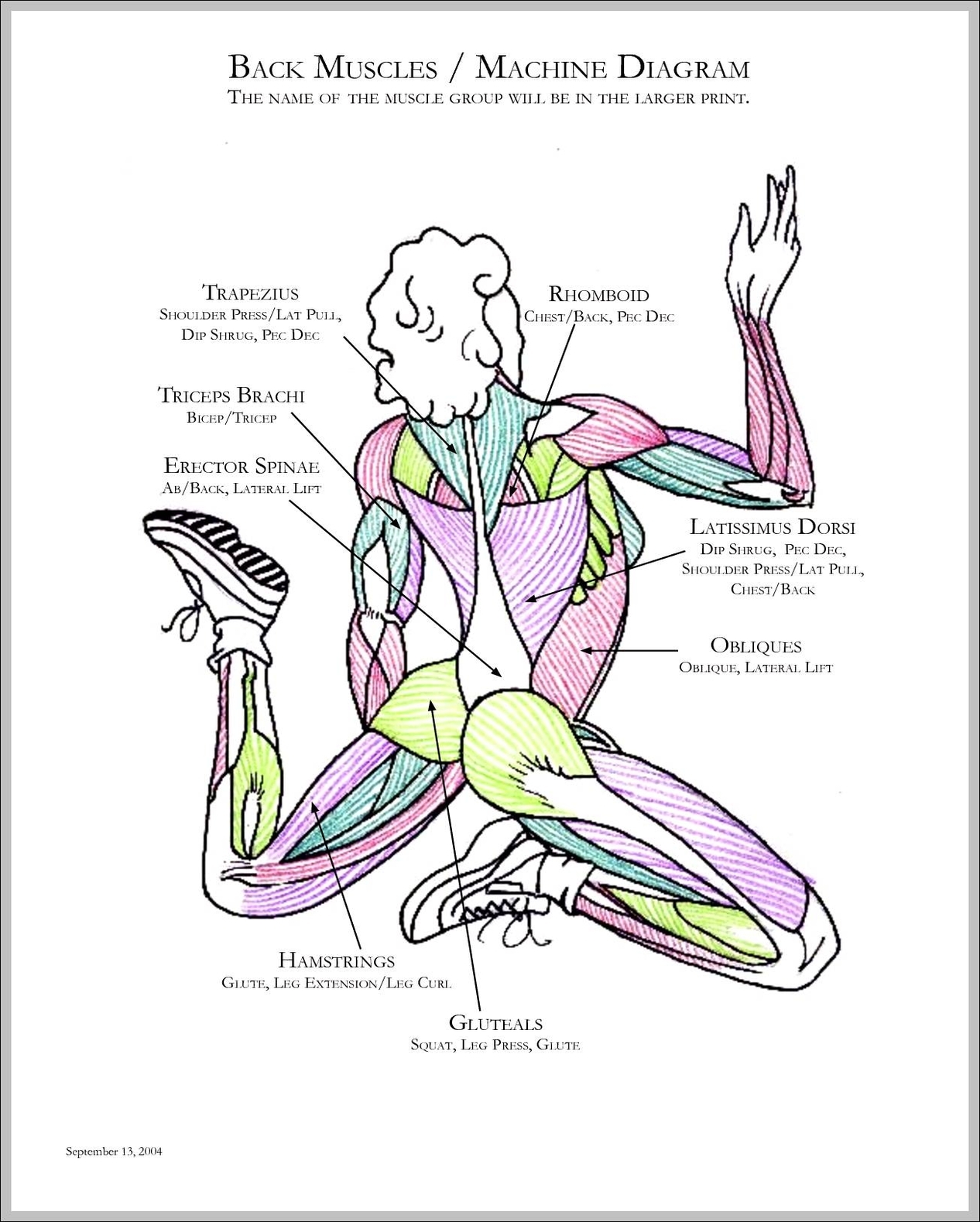 muscles in back diagram