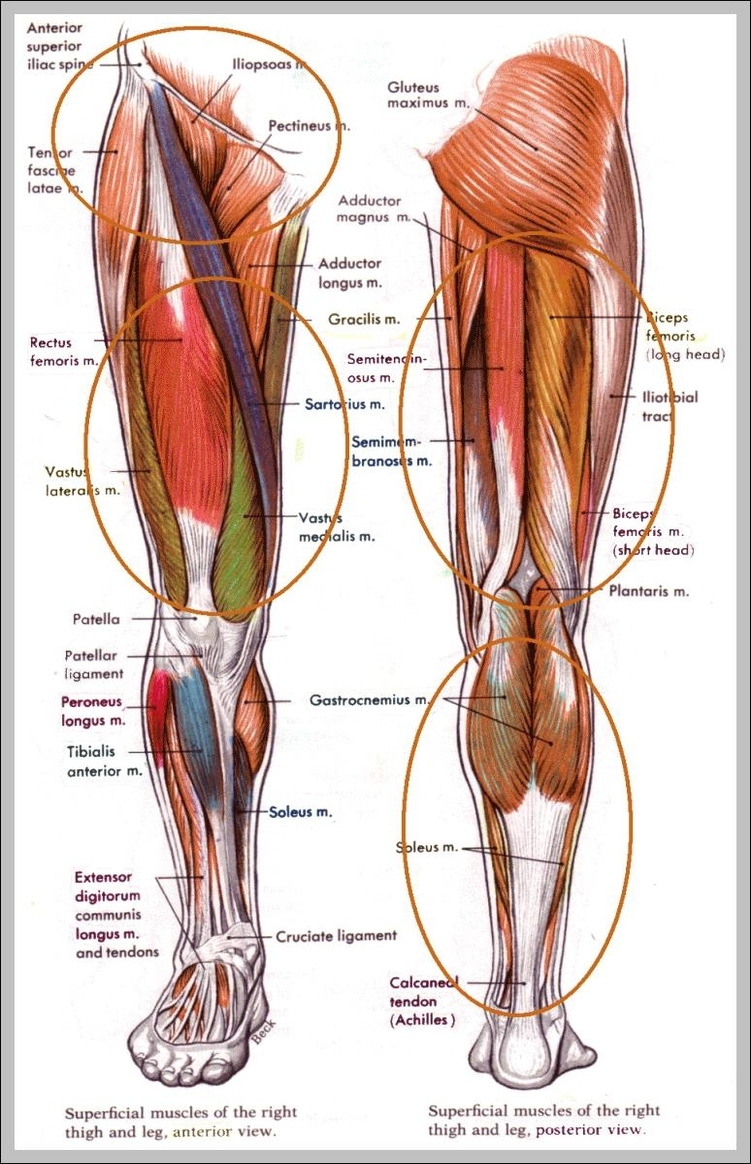 muscles in hip area 744x1208