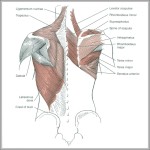 muscles in shoulders