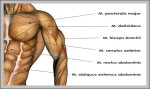 muscles in the upper body