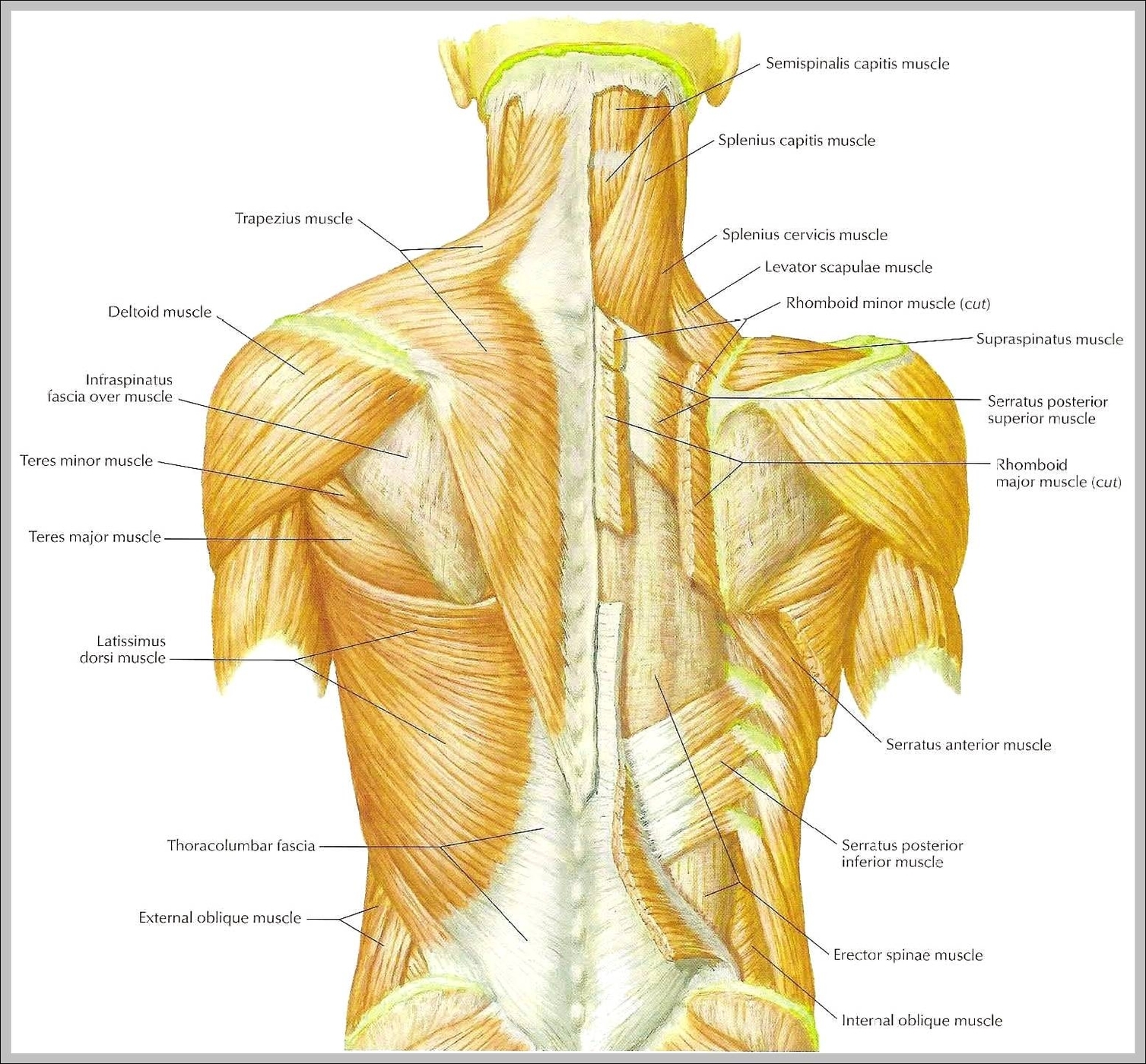muscles of the back diagram