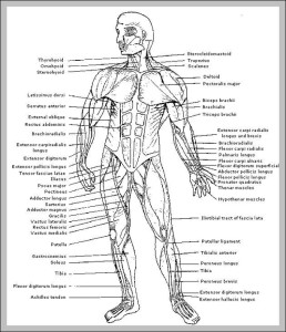 muscles of the human body diagram | Anatomy System - Human Body Anatomy ...