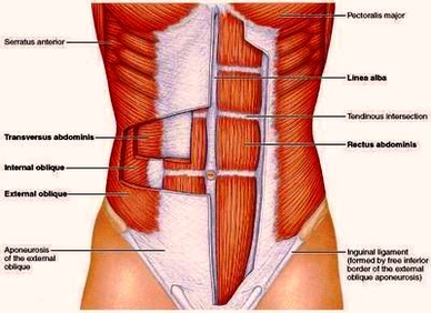 muscles the abdominal wall