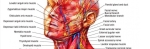 muscular anatomy head and neck