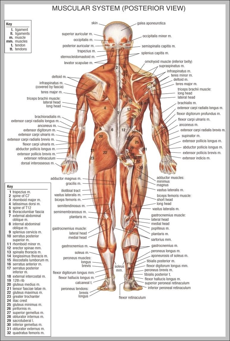muscular system parts 744x1152