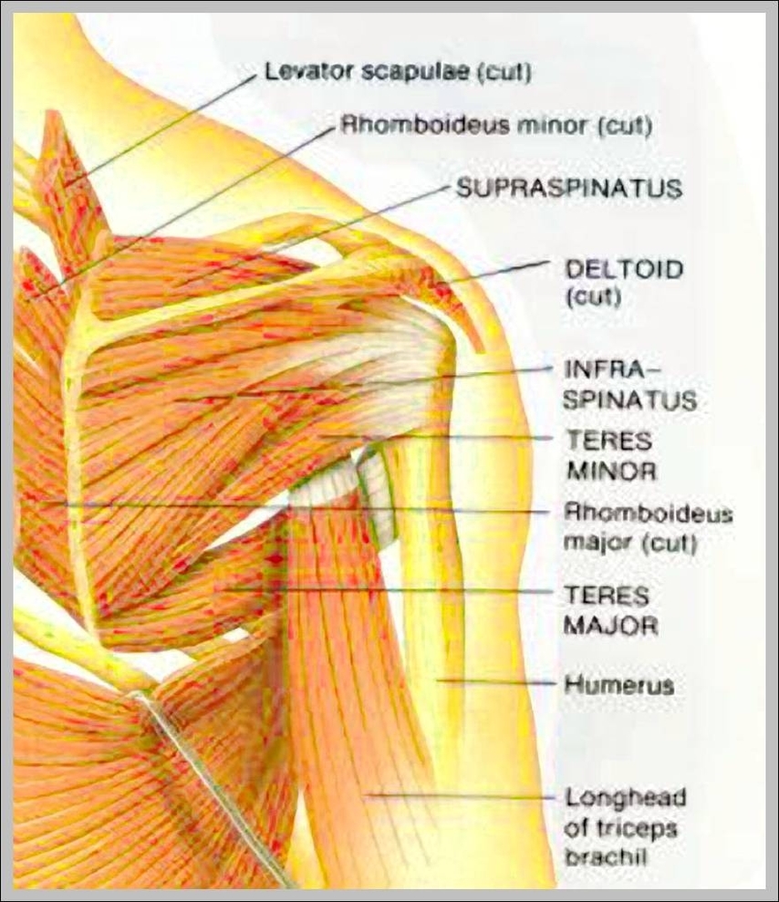 name of shoulder muscle