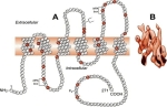 nephrogenic diabetes insipidus alyrktr