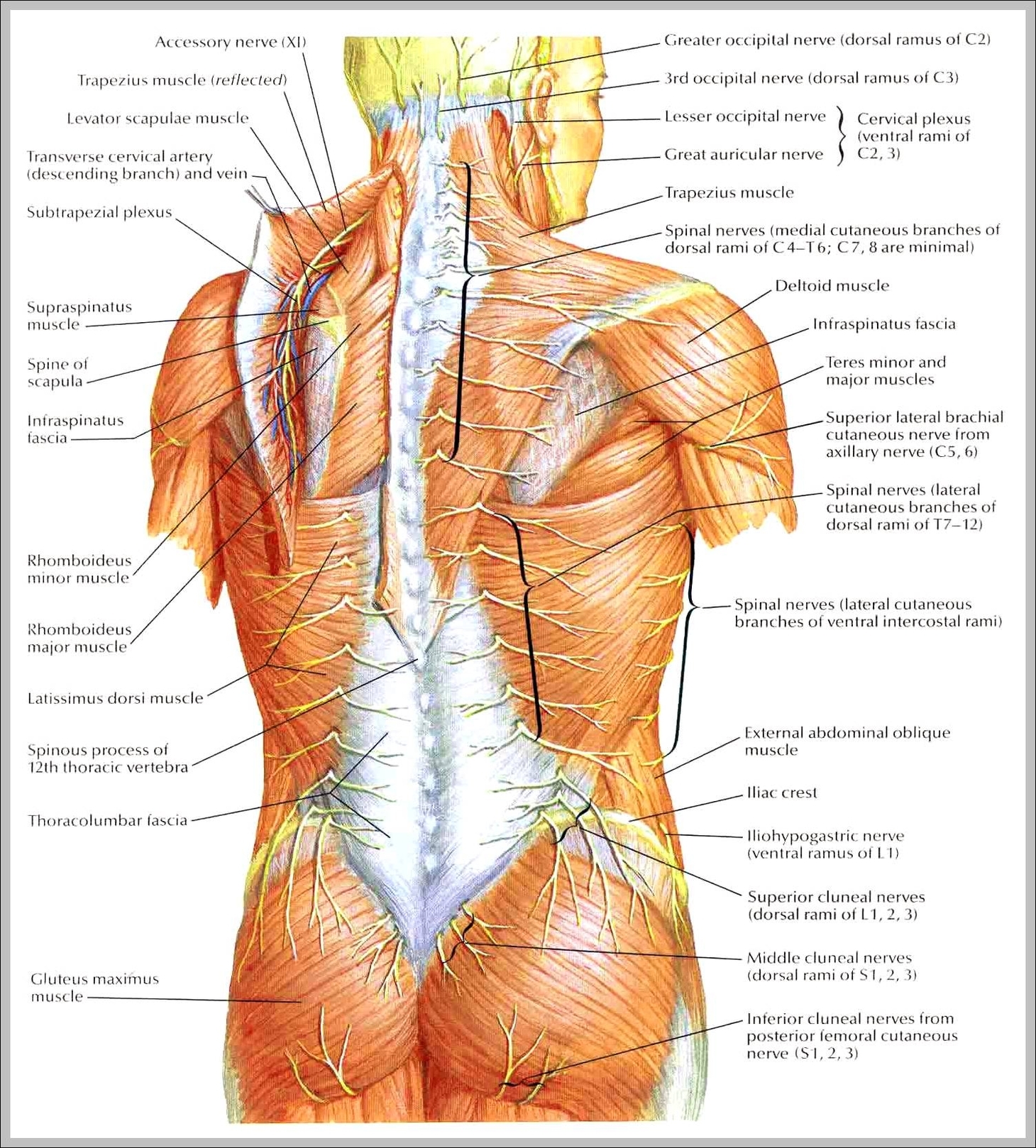 nerves in back