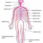 nervous system