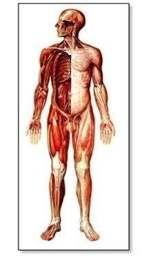 nervous system chart front photo