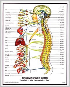 nervous system pictures 744×966 | Anatomy System - Human Body Anatomy