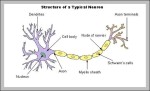 neuron anatomy