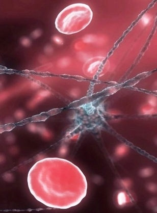 neuron and red blood cells