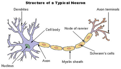 neuron diagram
