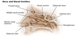 nose nasal cavities diagram