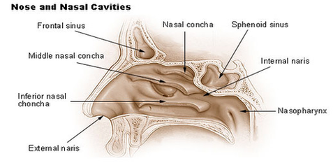 nose nasal cavities diagram