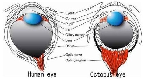 ogura et al octopus and human eyes