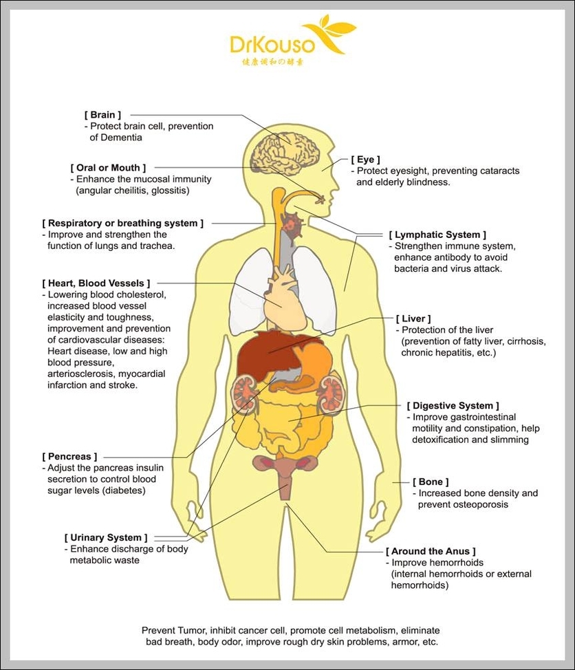 organs in human body