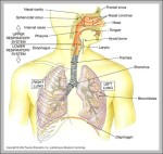 organs of skeletal system