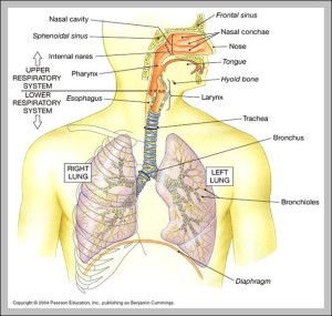 organs of skeletal system | Anatomy System - Human Body Anatomy diagram ...