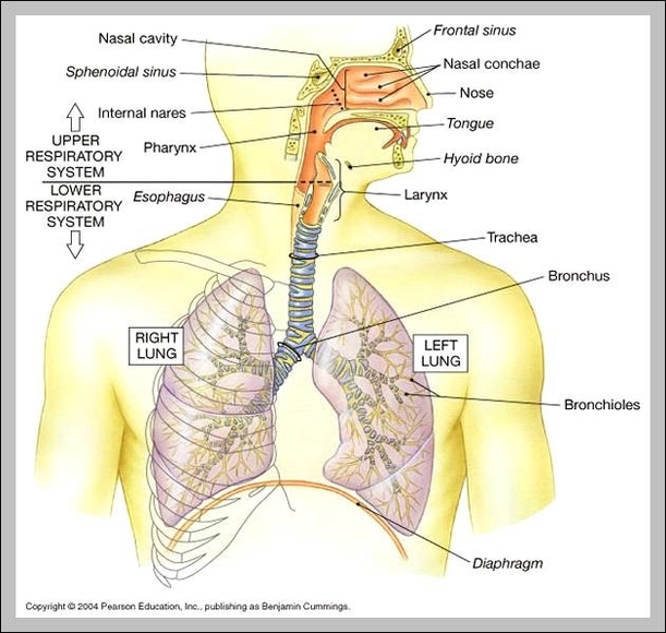 organs of skeletal system