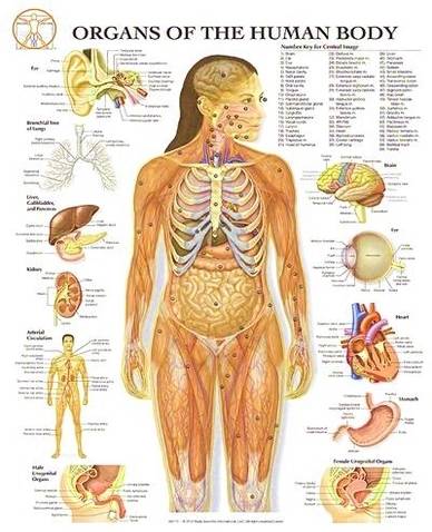 organs of the human body