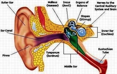 outer ear anatomy